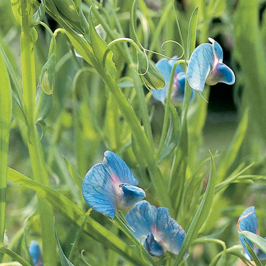Blue Lathyrus flower seeds