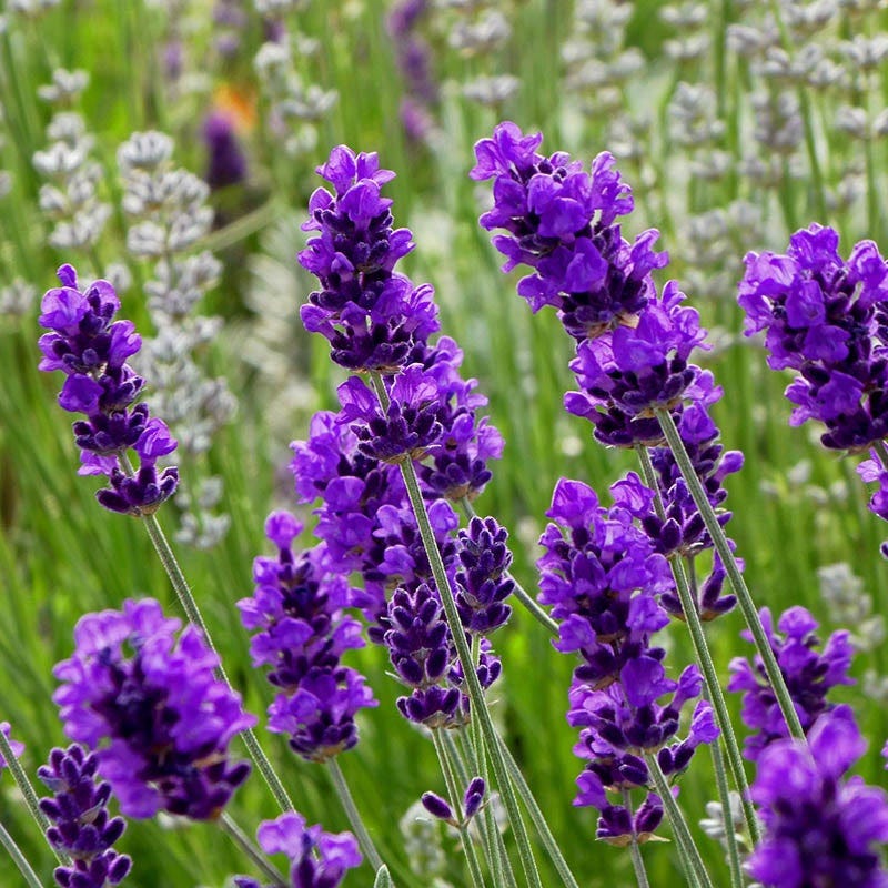 Violet Lavender flower seeds
