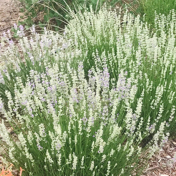 Provence Lavender flower seeds