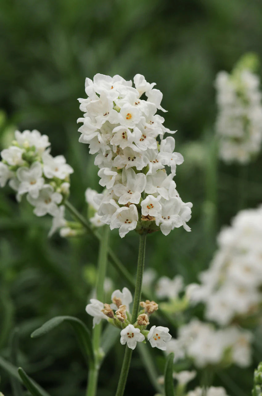 White Lavender flower seeds