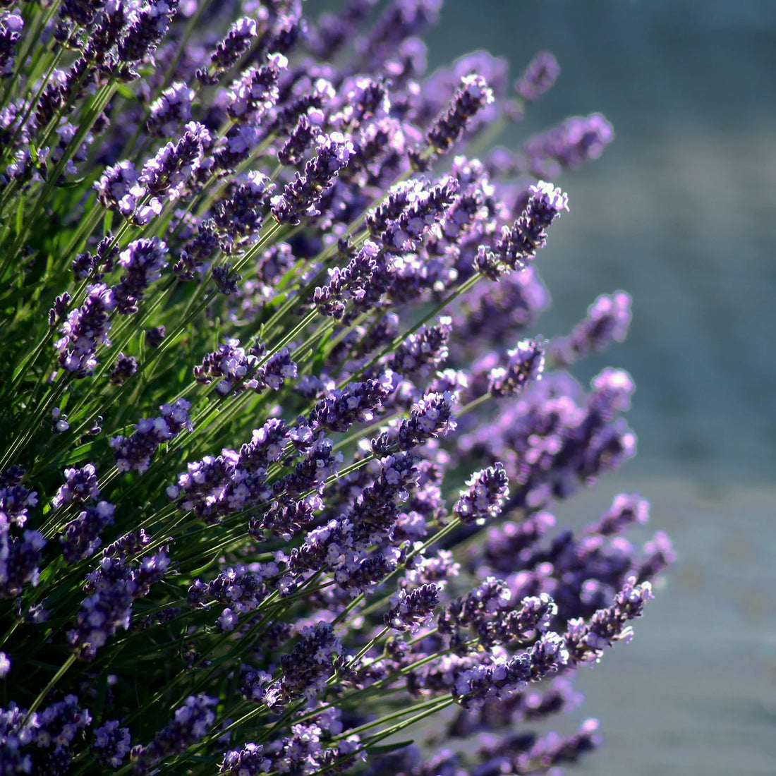 Blue Lavender flower seeds