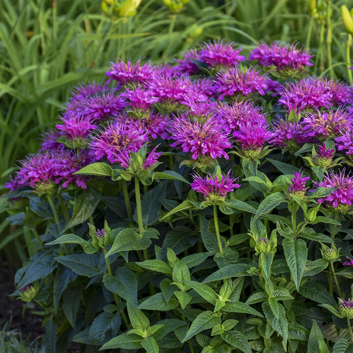 Lavender Bee Balm Flowers Attracting Pollinators