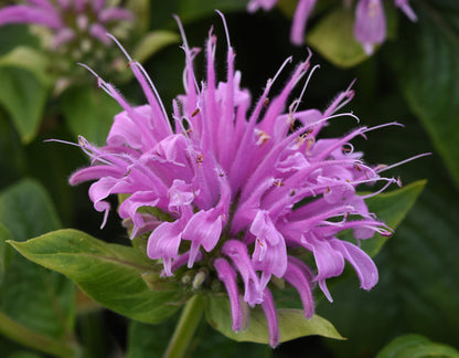 Lavender Bee Balm Flowers Attracting Pollinators