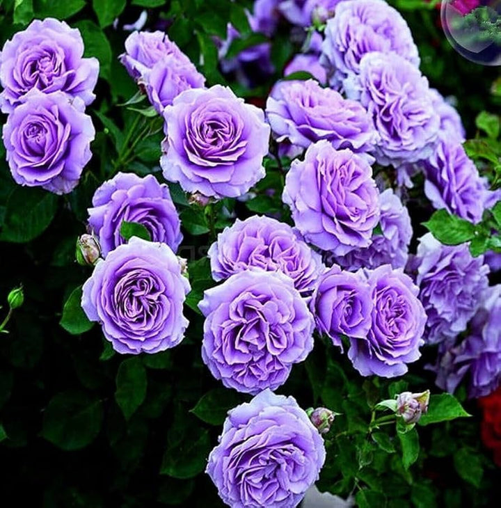 Lavender Climbing flower seeds