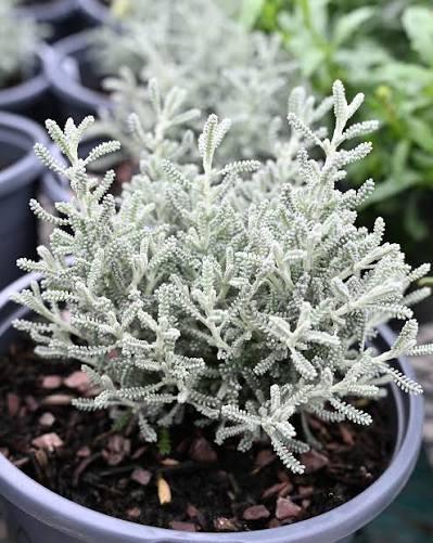 Lavender Cotton Herb Seeds for planting with silvery foliage and yellow flowers