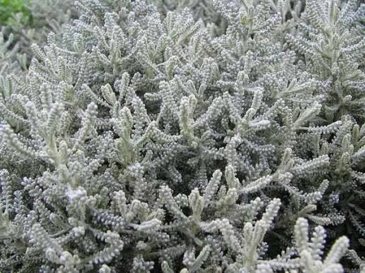 Lavender Cotton Herb Seeds for planting with silvery foliage and yellow flowers