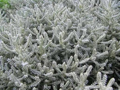 Lavender Cotton Herb Seeds for planting with silvery foliage and yellow flowers