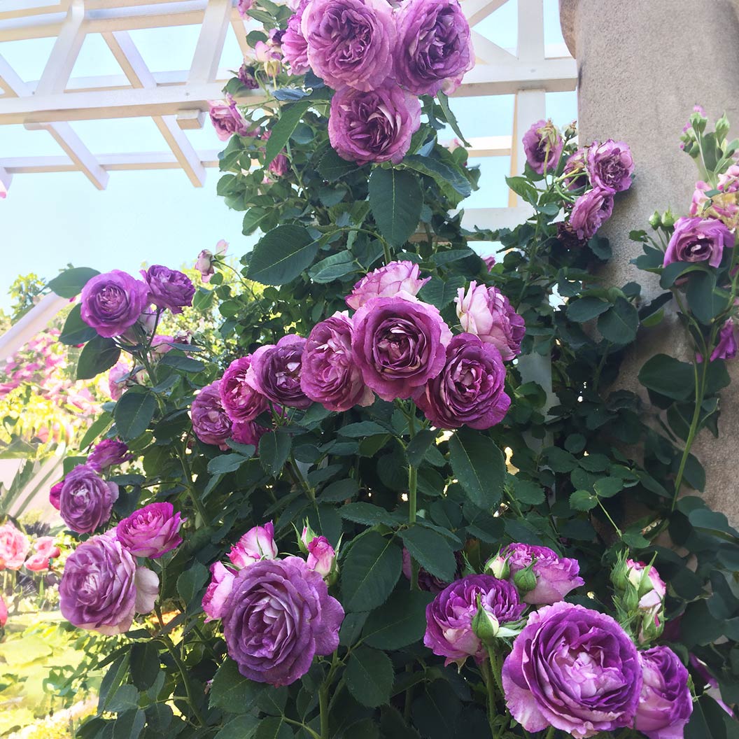 Climbing Rose flower seeds