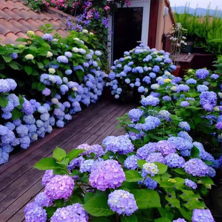 Lavender Hydrangea flower seeds
