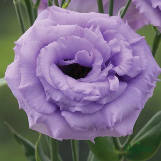 Lavender Eustoma flower seeds