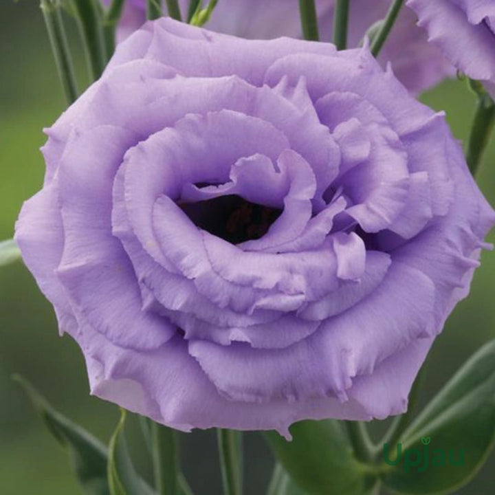 Lavender Eustoma flower seeds