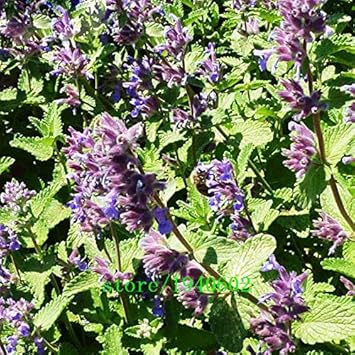 Lavender Mint Herb Seeds for Planting – Heirloom Non-GMO Garden Seeds