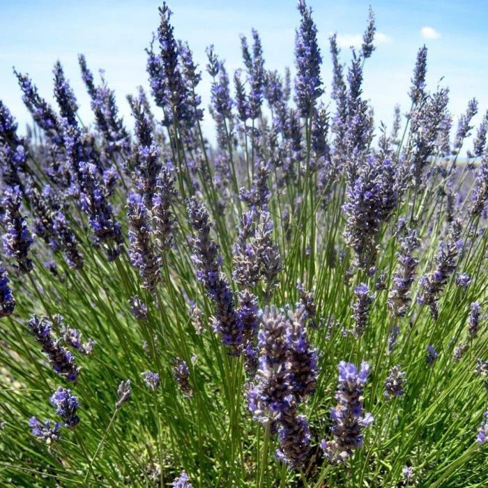 Multicolor Provence flower seeds