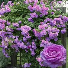 Lavender Rose Flowers Blooming in a Garden