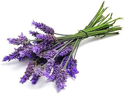 Lavender Flower Seeds for Planting – Heirloom Non-GMO Garden Seeds