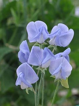 Lavender Sweet flower seeds