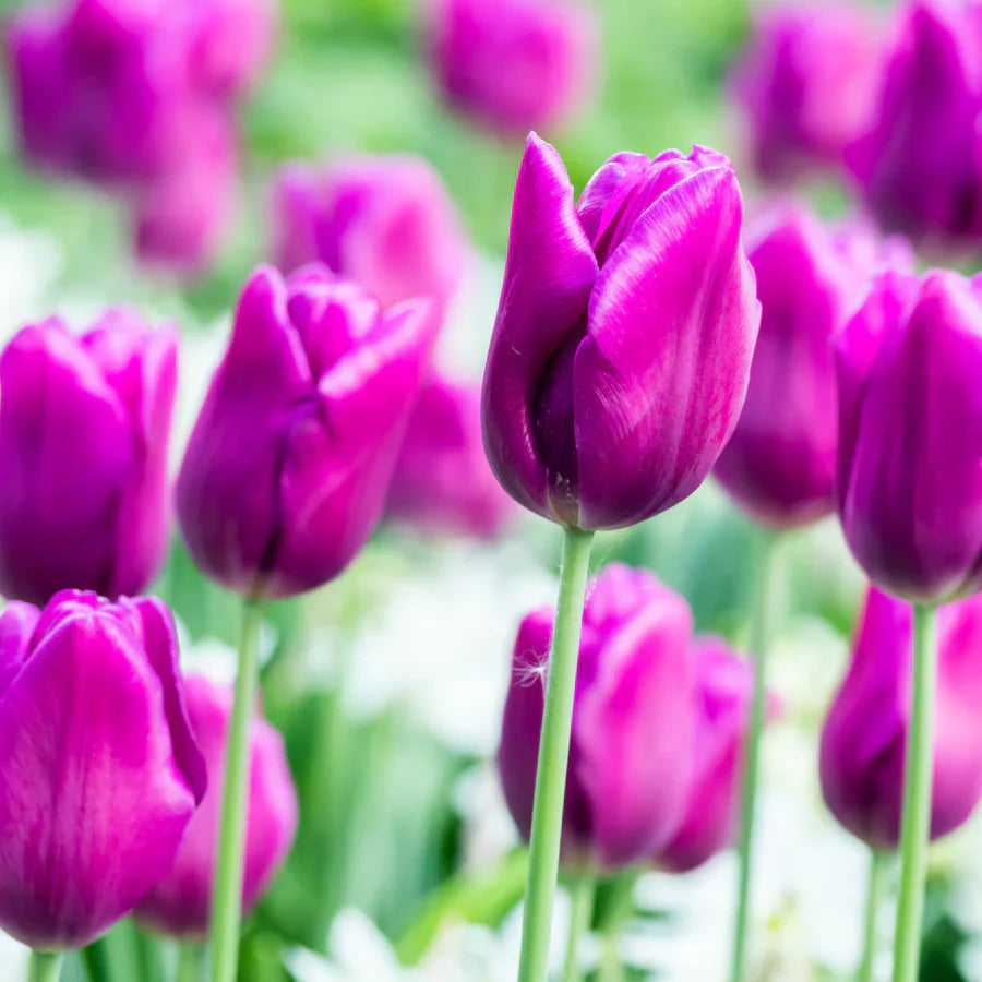 Lavender Tulip flower seeds