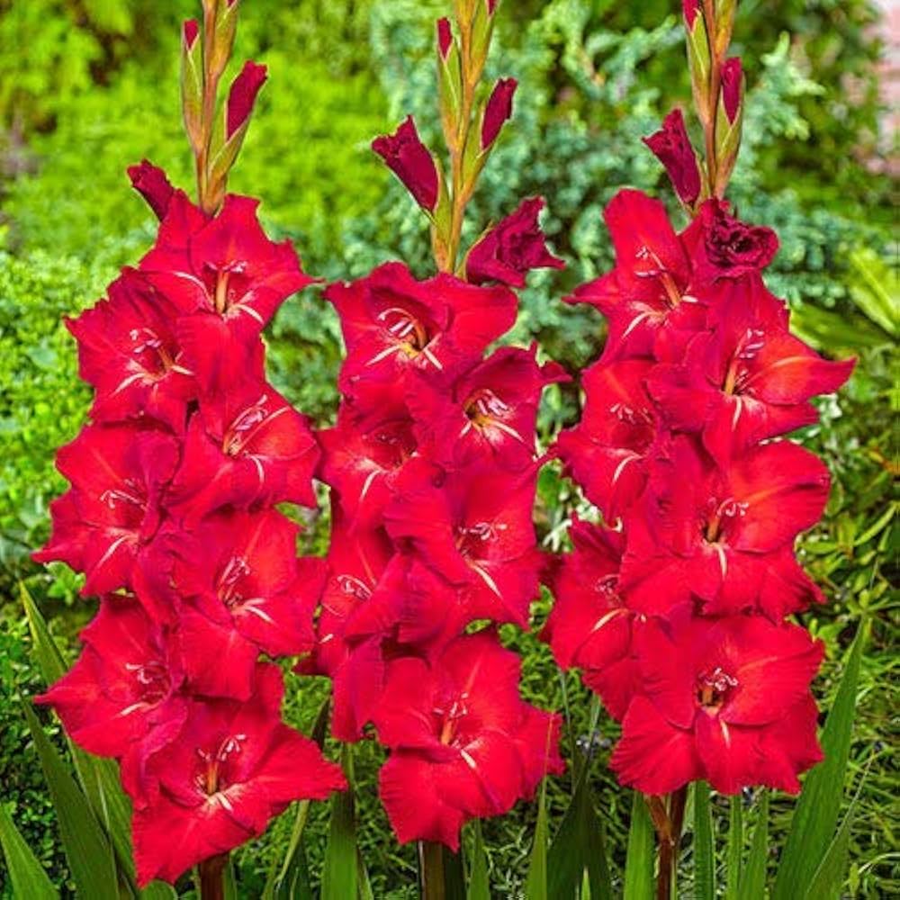 Red Gladiolus flower seeds