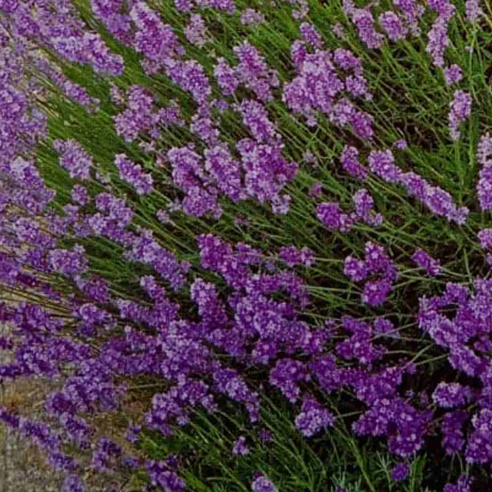 Lavanda flower seeds