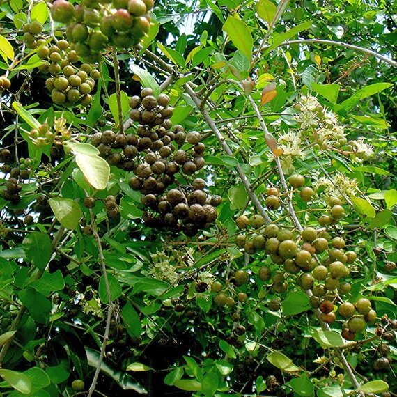 Henna Plant Seeds for planting with Lawsonia inermis leaves and young seedlings