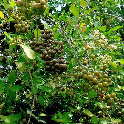Henna Plant Seeds for planting with Lawsonia inermis leaves and young seedlings