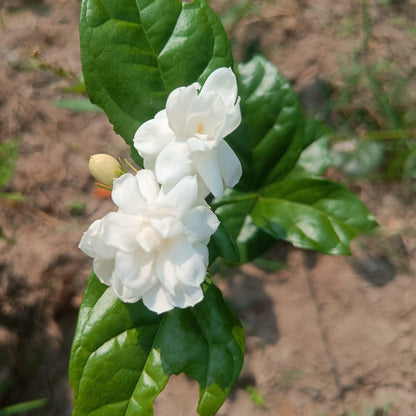 White Jasmine flower seeds