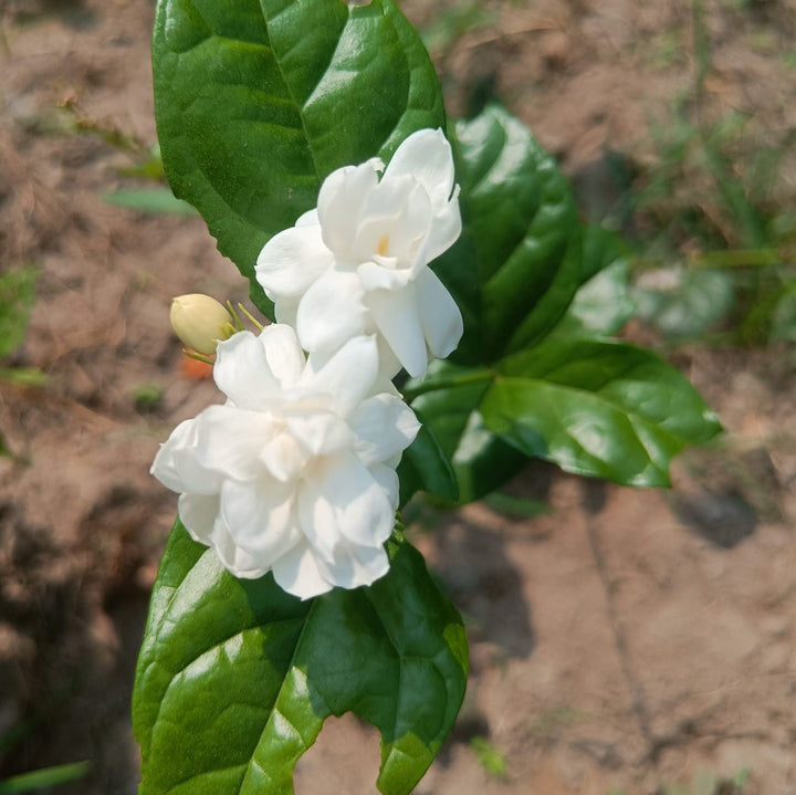 White Jasmine flower seeds