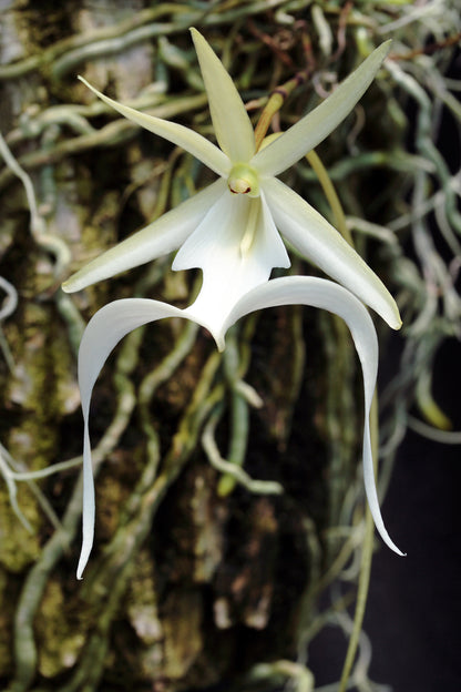 Ghost Orchid (Dendrophylax lindenii) with delicate white flowers and distinctive green photosynthetic roots growing in a humid tropical habitat.