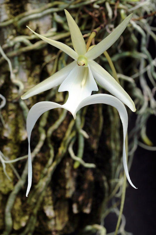 Ghost Orchid (Dendrophylax lindenii) with delicate white flowers and distinctive green photosynthetic roots growing in a humid tropical habitat.