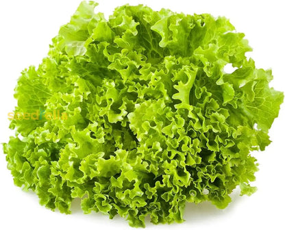 Lettuce Seeds for Planting – Heirloom Non-GMO Garden Seeds