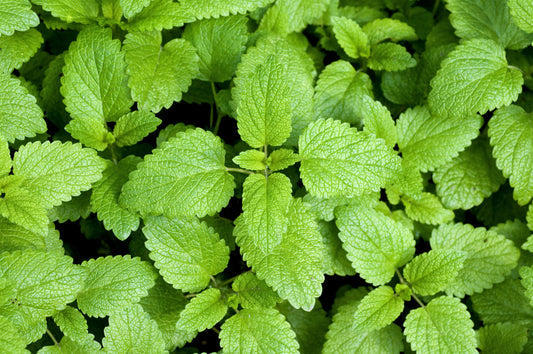 Lemon Balm Herb Seeds for Planting – Heirloom Non-GMO Garden Seeds