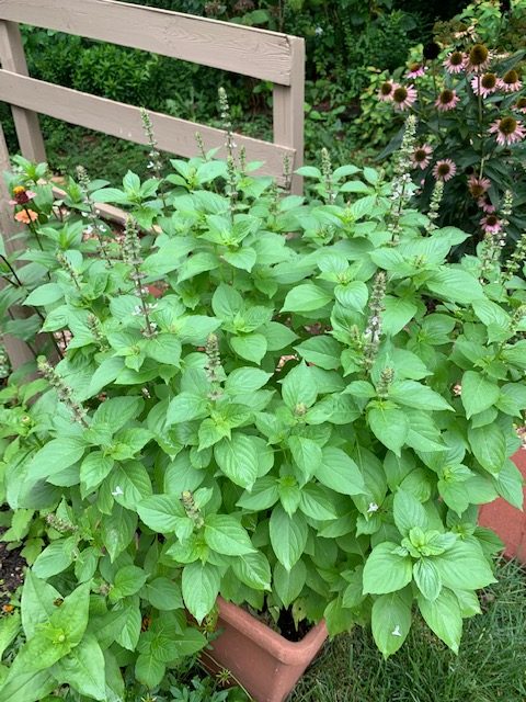 Lemon Basil Herb Seeds for planting with fresh green foliage and citrus-scented basil leaves