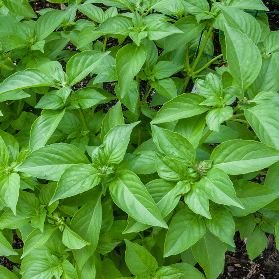Lemon Basil Herb Seeds for planting with fresh green foliage and citrus-scented basil leaves