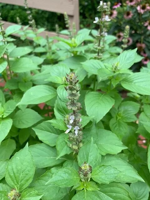 Lemon Basil Herb Seeds for planting with fresh green foliage and citrus-scented basil leaves