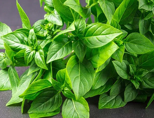 Lemon Basil Herb Seeds for Planting – Heirloom Non-GMO Garden Seeds