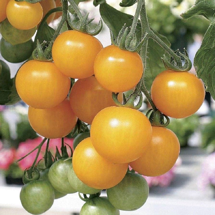 Lemon Boy Tomato Seeds