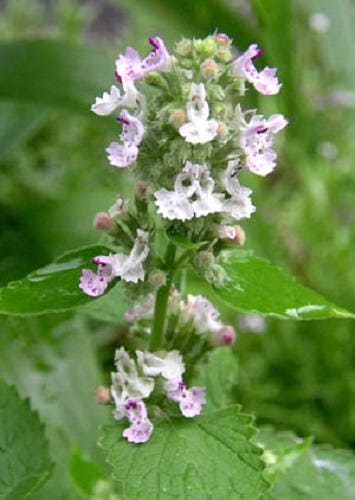Lemony Catnip Herb Seeds for Planting – Heirloom Non-GMO Garden Seeds