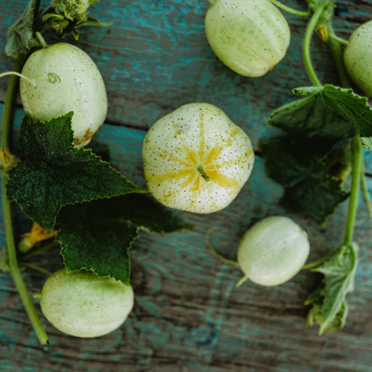 Lemon Cucumber Seeds for Planting