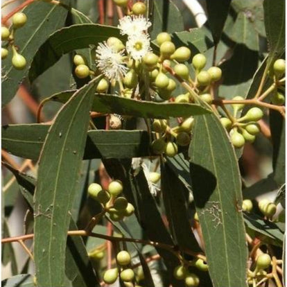 Lemon Eucalyptus Tree Seeds for Planting – Heirloom Non-GMO Garden Seeds