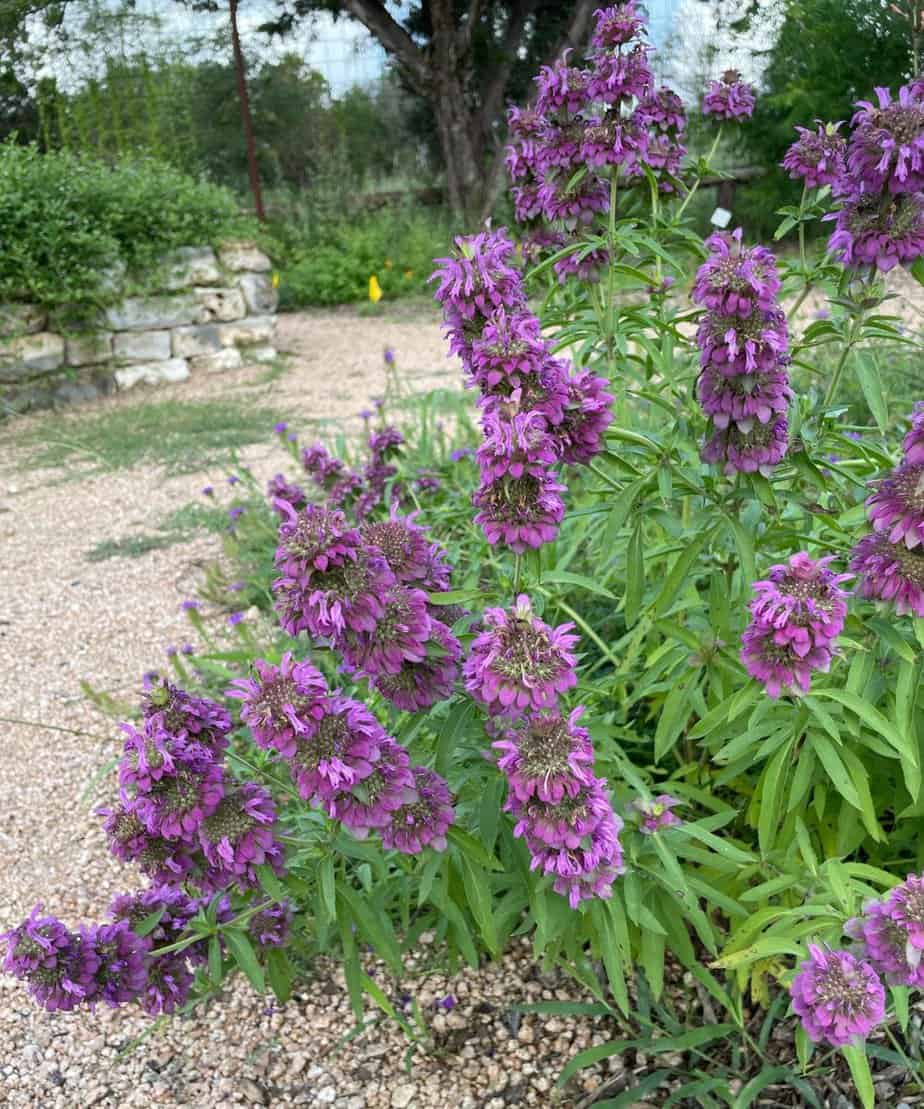 Lemon Mint Herb Seeds for Planting with fragrant green foliage