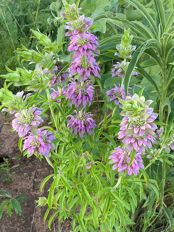 Lemon Mint Herb Seeds for Planting with fragrant green foliage