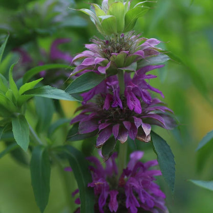 Lemon Mint Herb Seeds for Planting – Heirloom Non-GMO Garden Seeds