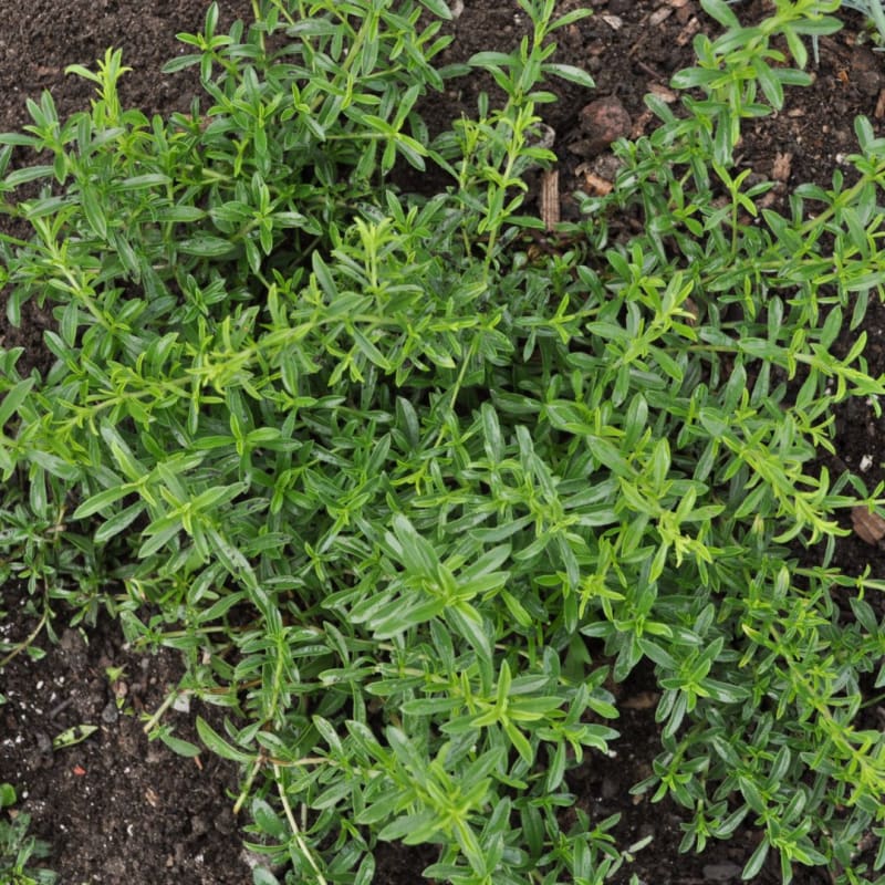 Lemon Savory Herb Seeds for Planting with aromatic green foliage