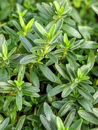 Lemon Savory Herb Seeds for Planting with aromatic green foliage
