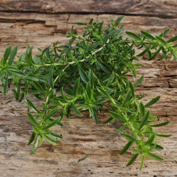 Lemon Savory Herb Seeds for Planting – Heirloom Non-GMO Garden Seeds