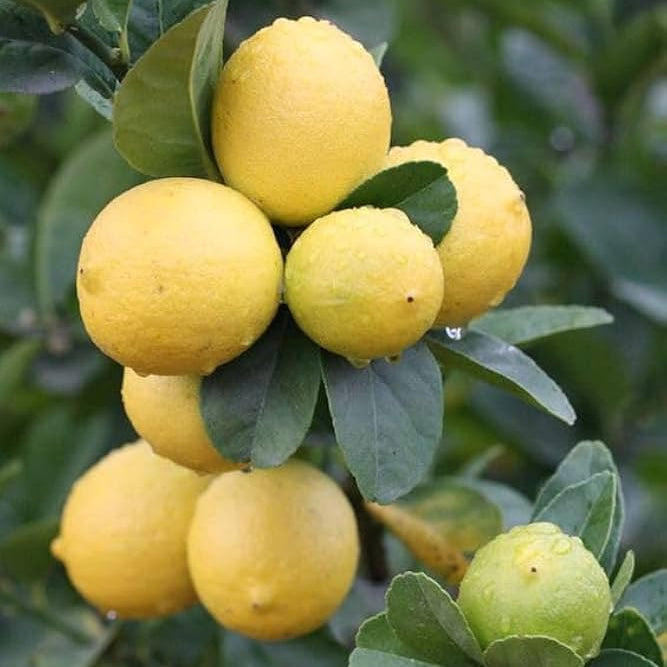 yellow lemon seeds
