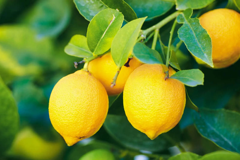 Lemon Fruit Seeds for Planting – Heirloom Non-GMO Citrus Garden Seeds