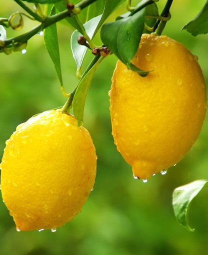 Lemon citrus seeds