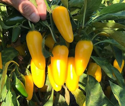 NuMex Lemon Spice Jalapeño peppers growing on a healthy garden plant with green and yellow fruits