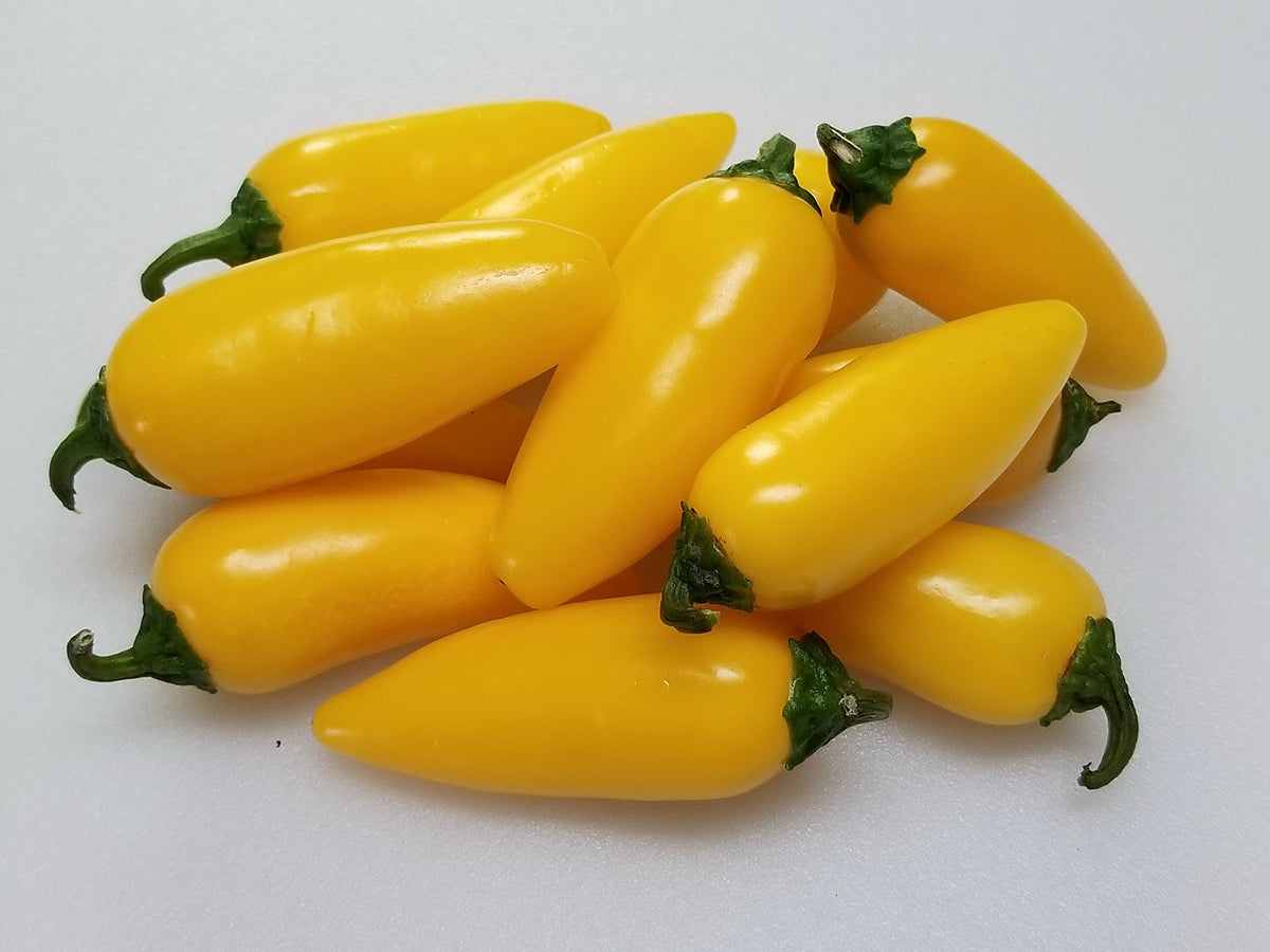 NuMex Lemon Spice Jalapeño peppers growing on a healthy garden plant with green and yellow fruits
